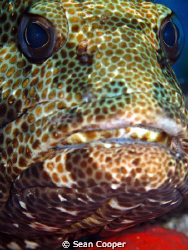 Marbled Grouper taken with a Canon G10 and Epoque strobe by Sean Cooper 